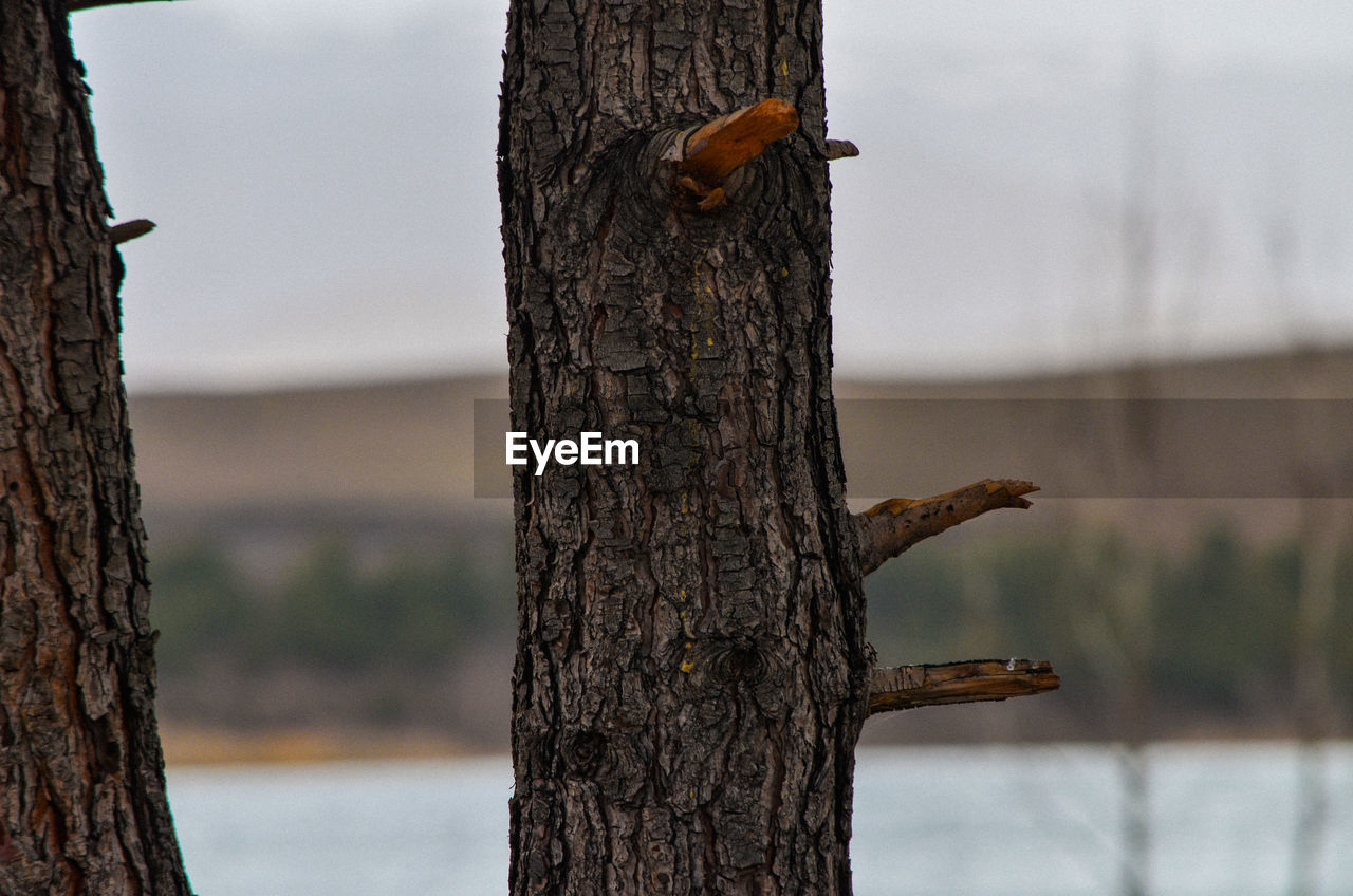 BIRD PERCHING ON TREE TRUNK