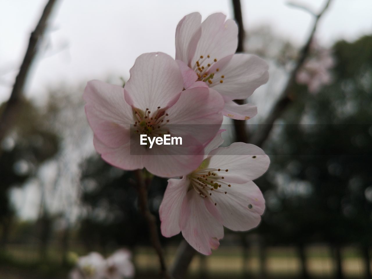 plant, flower, flowering plant, freshness, blossom, beauty in nature, fragility, pink, springtime, tree, growth, close-up, petal, flower head, inflorescence, pollen, cherry blossom, focus on foreground, nature, spring, branch, botany, stamen, no people, outdoors, twig, macro photography, fruit tree, day, sky, white, produce, food, selective focus