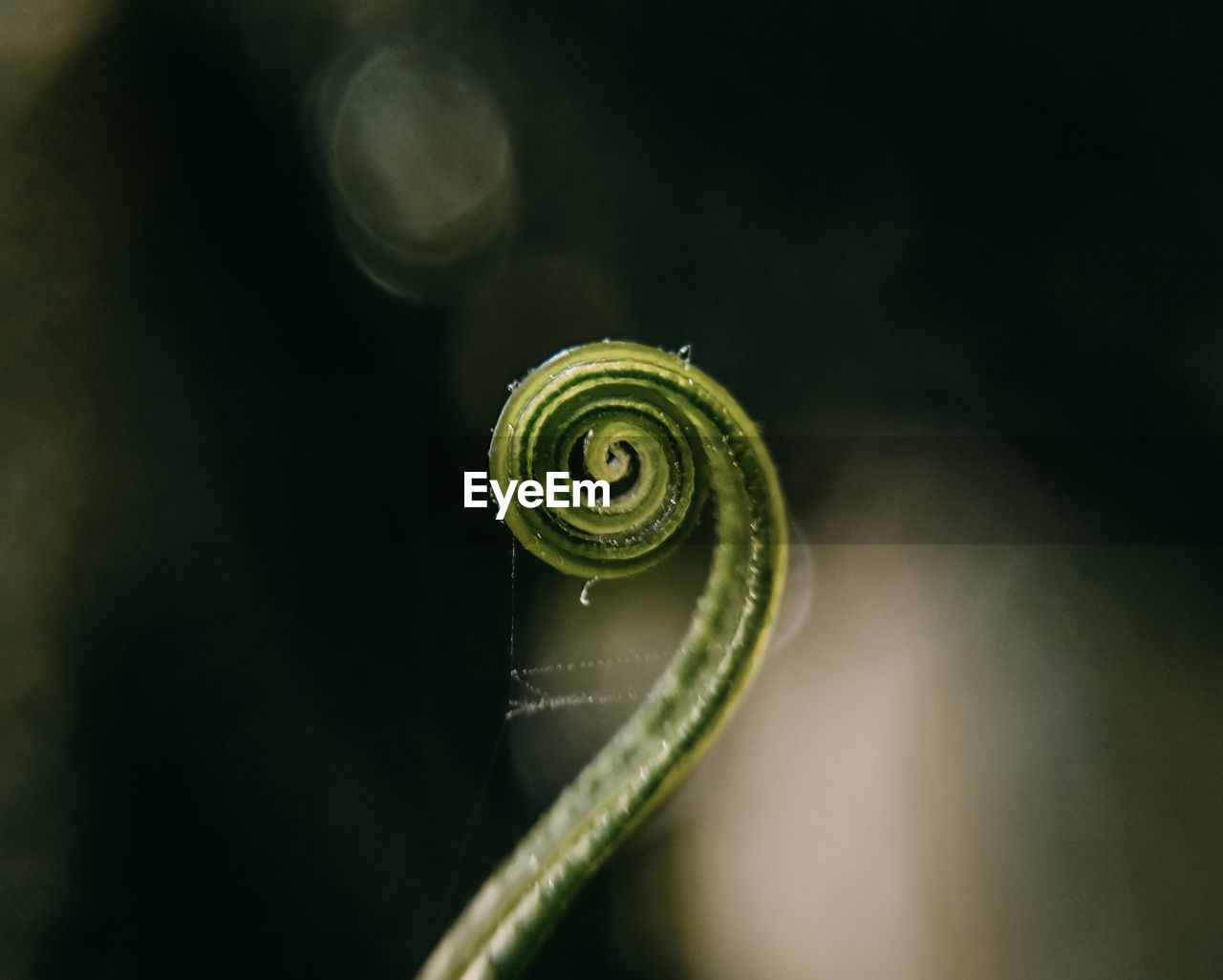 Close-up of spider web on tendril