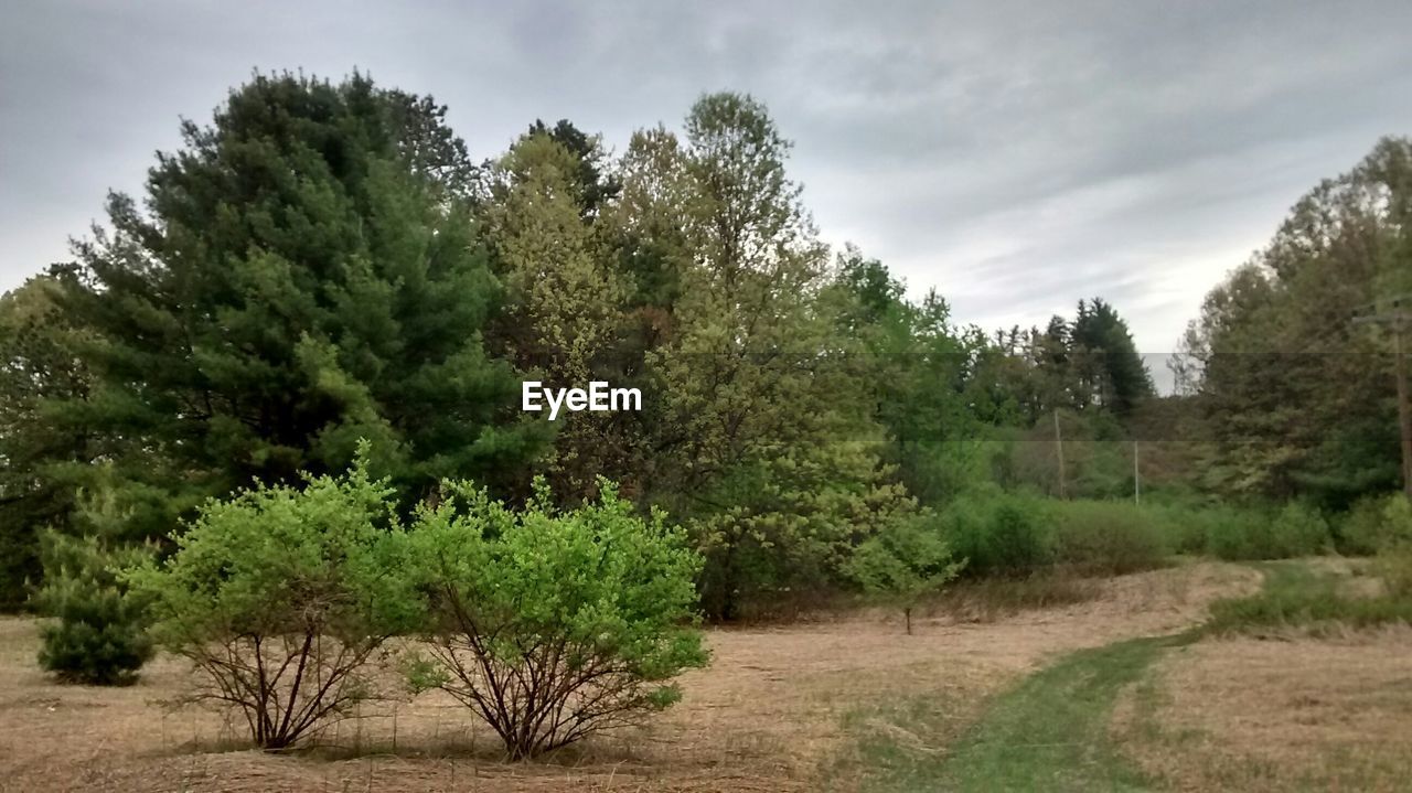 TREES ON LANDSCAPE AGAINST CLOUDY SKY