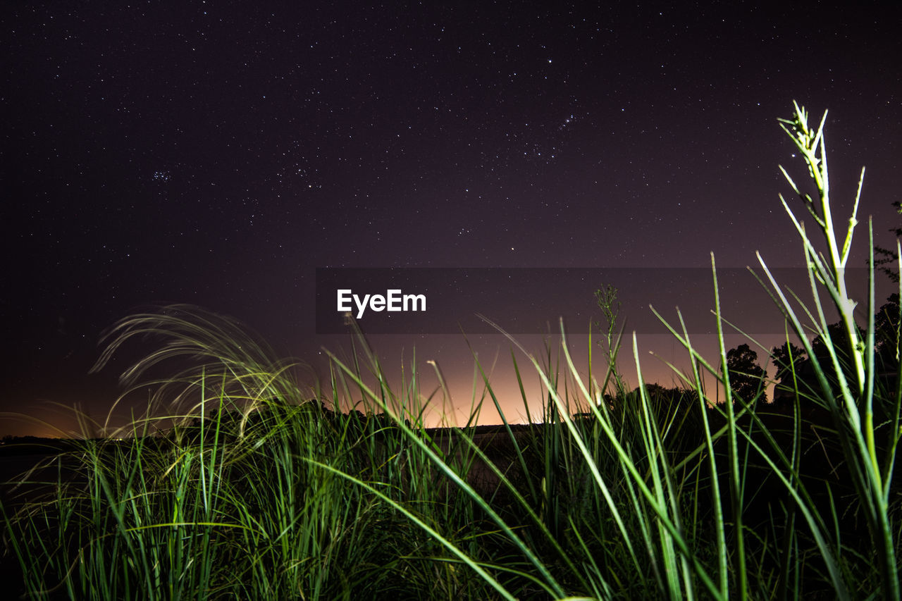 CLOSE-UP OF GRASS GROWING ON FIELD AT NIGHT