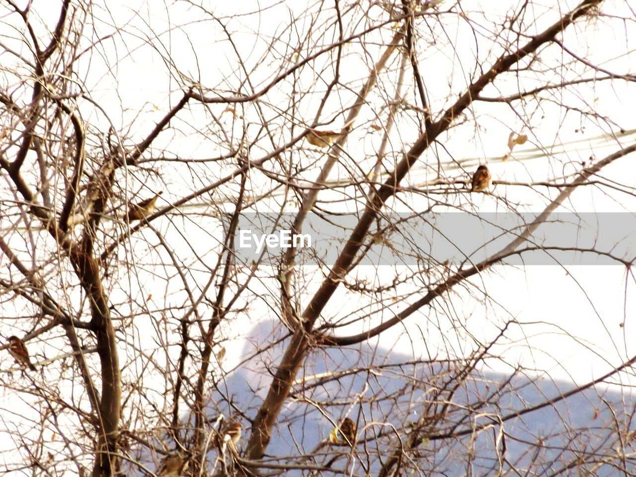 LOW ANGLE VIEW OF BIRDS PERCHING ON TREE