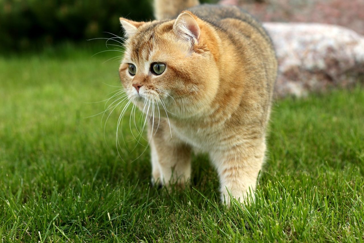 Close-up of cat on grass