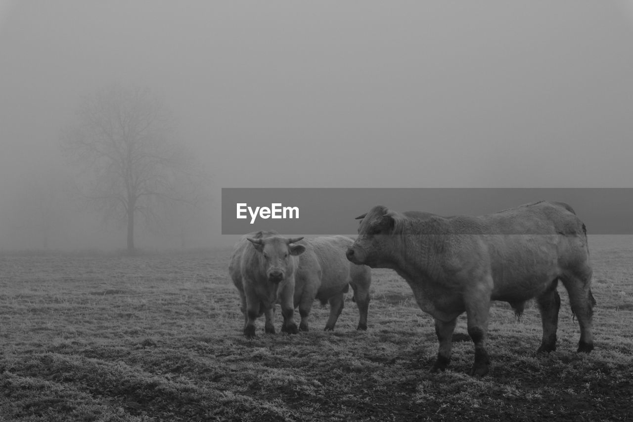 Cows on field in a foggy day