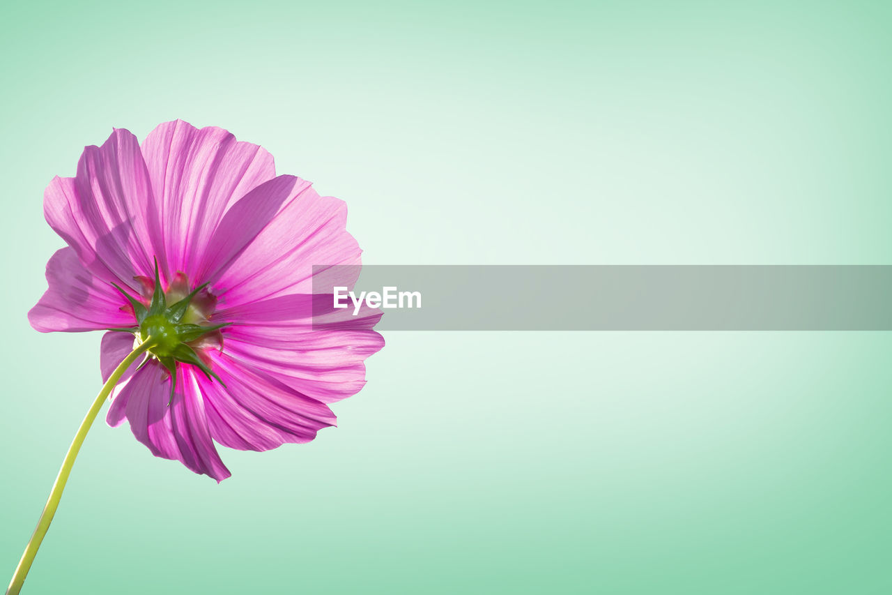 CLOSE-UP OF PINK COSMOS FLOWER AGAINST BLUE BACKGROUND