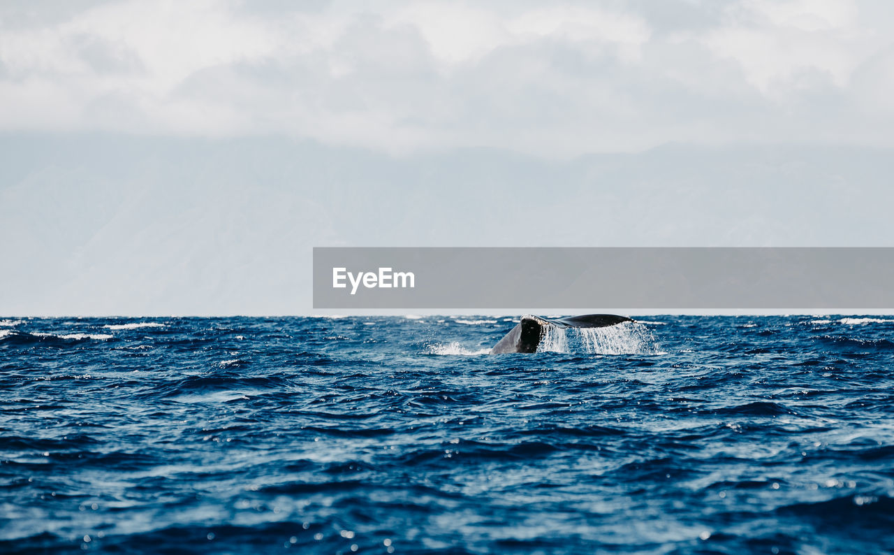 Scenic view of humpback whale diving against sky