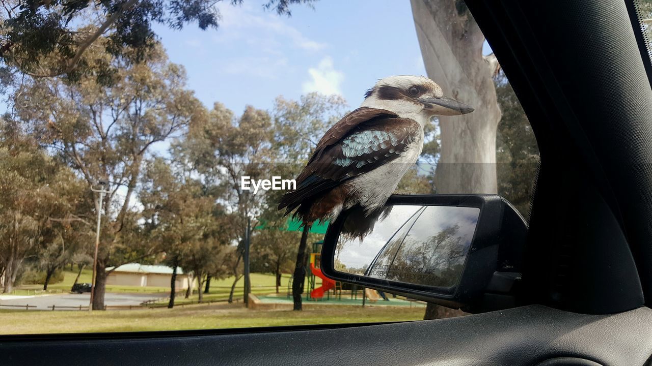 CLOSE-UP OF BIRD PERCHING ON CAR