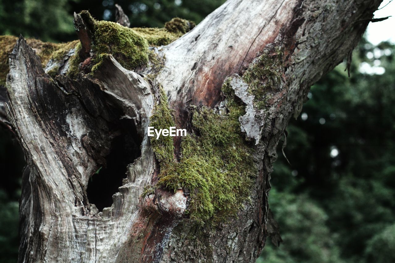 Moss growing on tree trunk