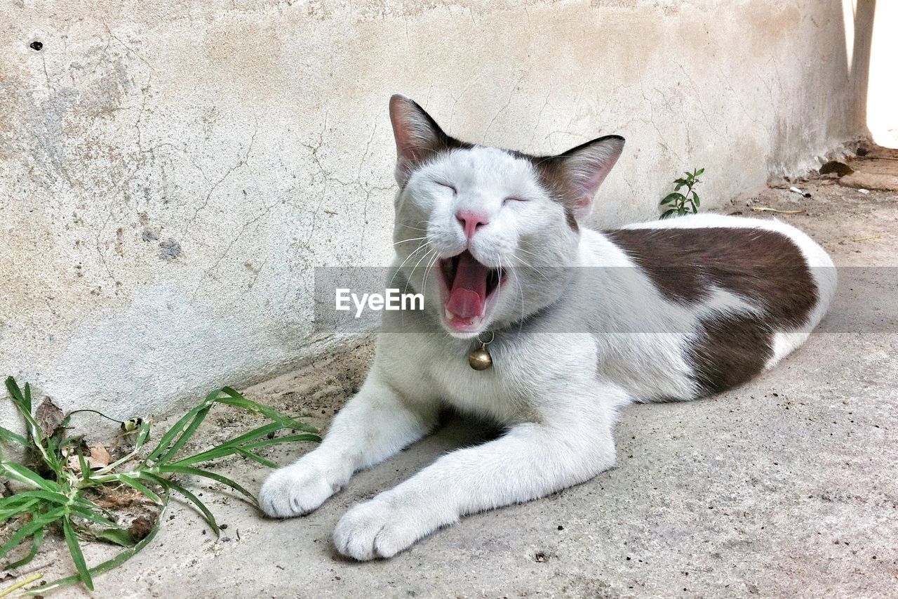 Close-up of cat with eyes closed yawing on footpath