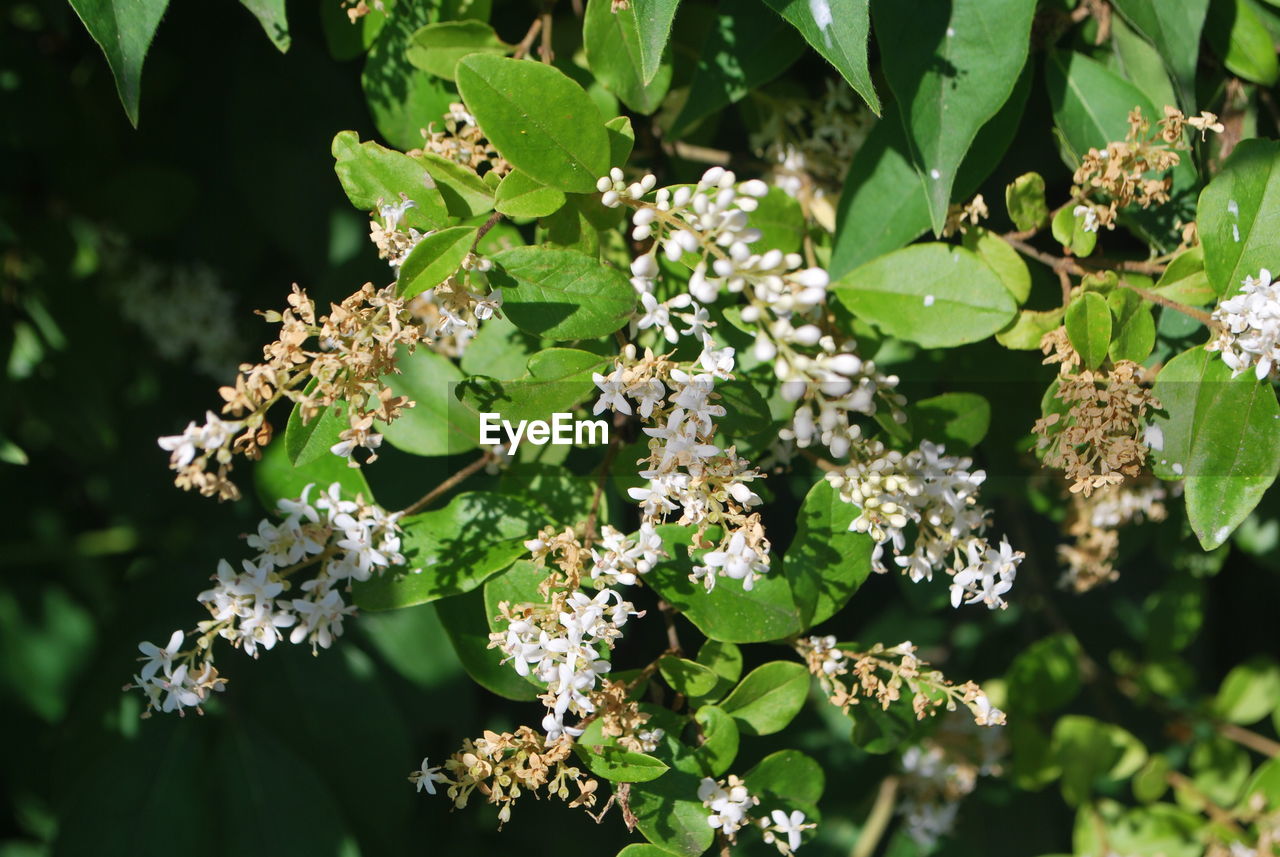 Close-up of white flowering plant