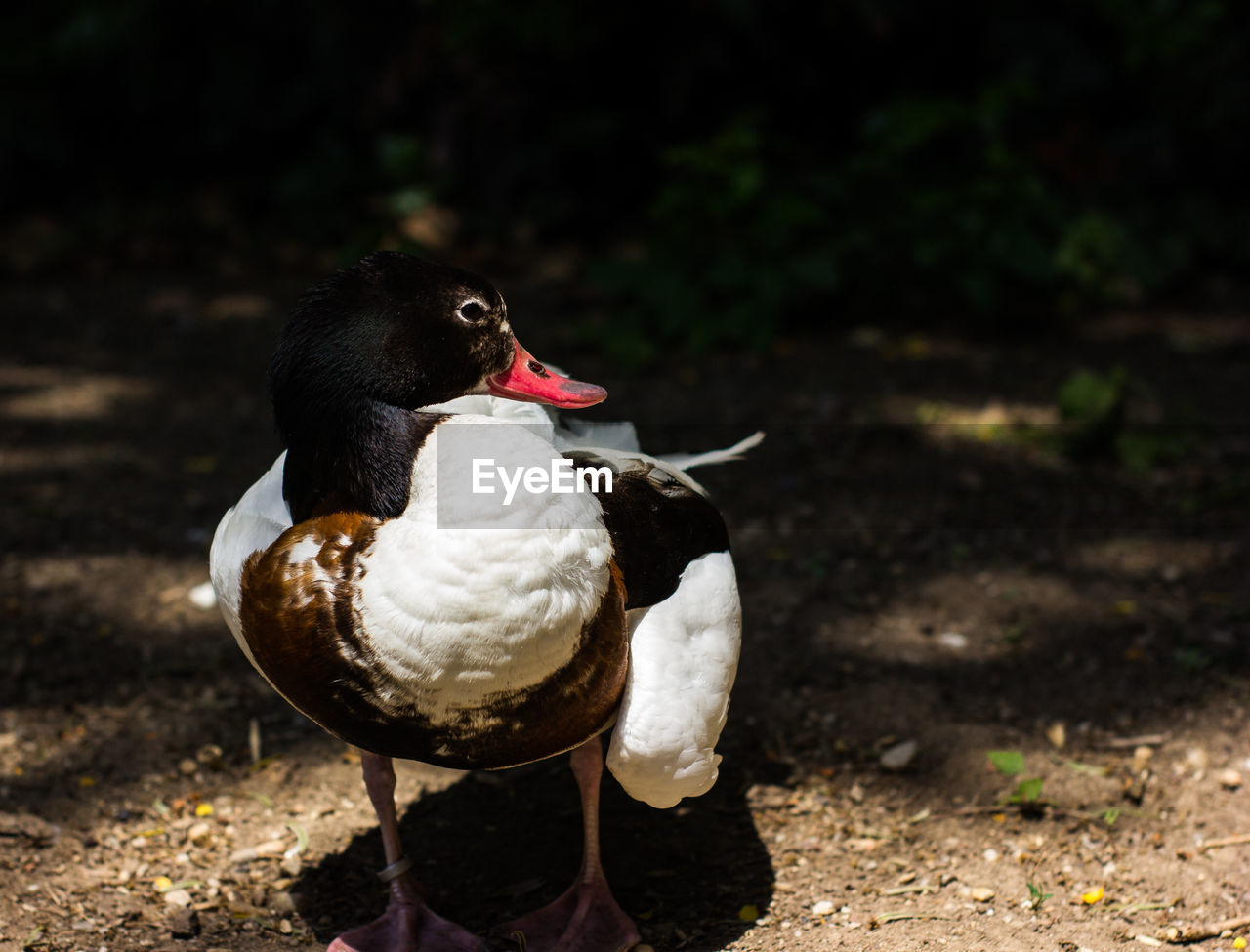 Close-up of a bird on rock