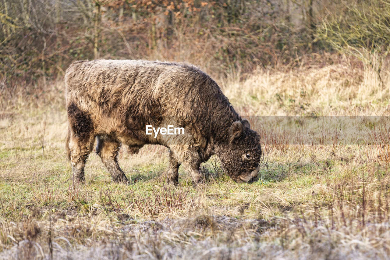 A galloway cattle is grazing in a nature park
