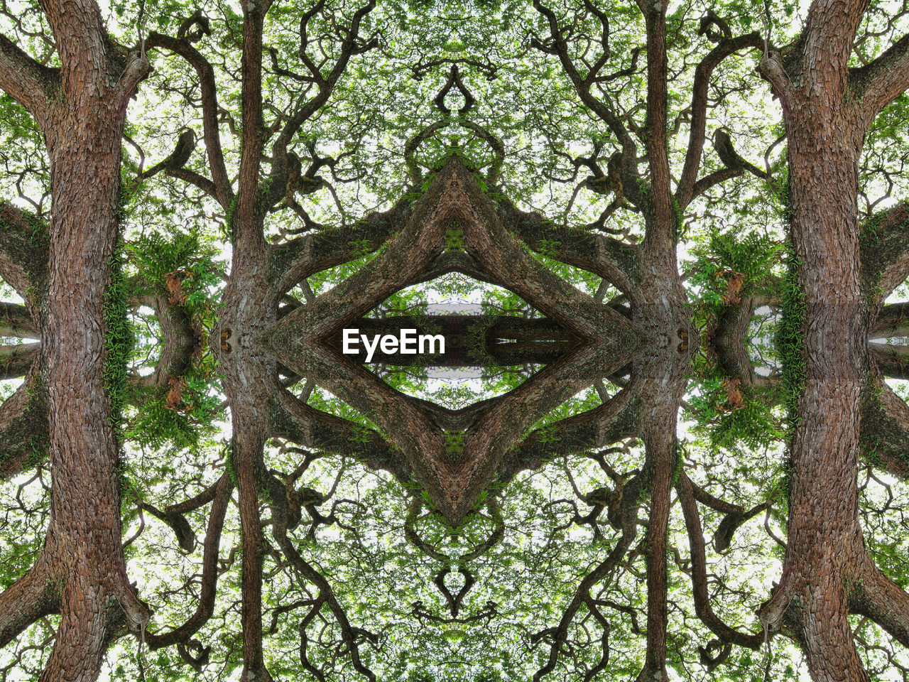 CLOSE-UP OF TREE TRUNK