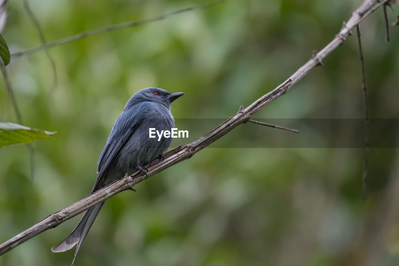 Close-up of bird perching on branch