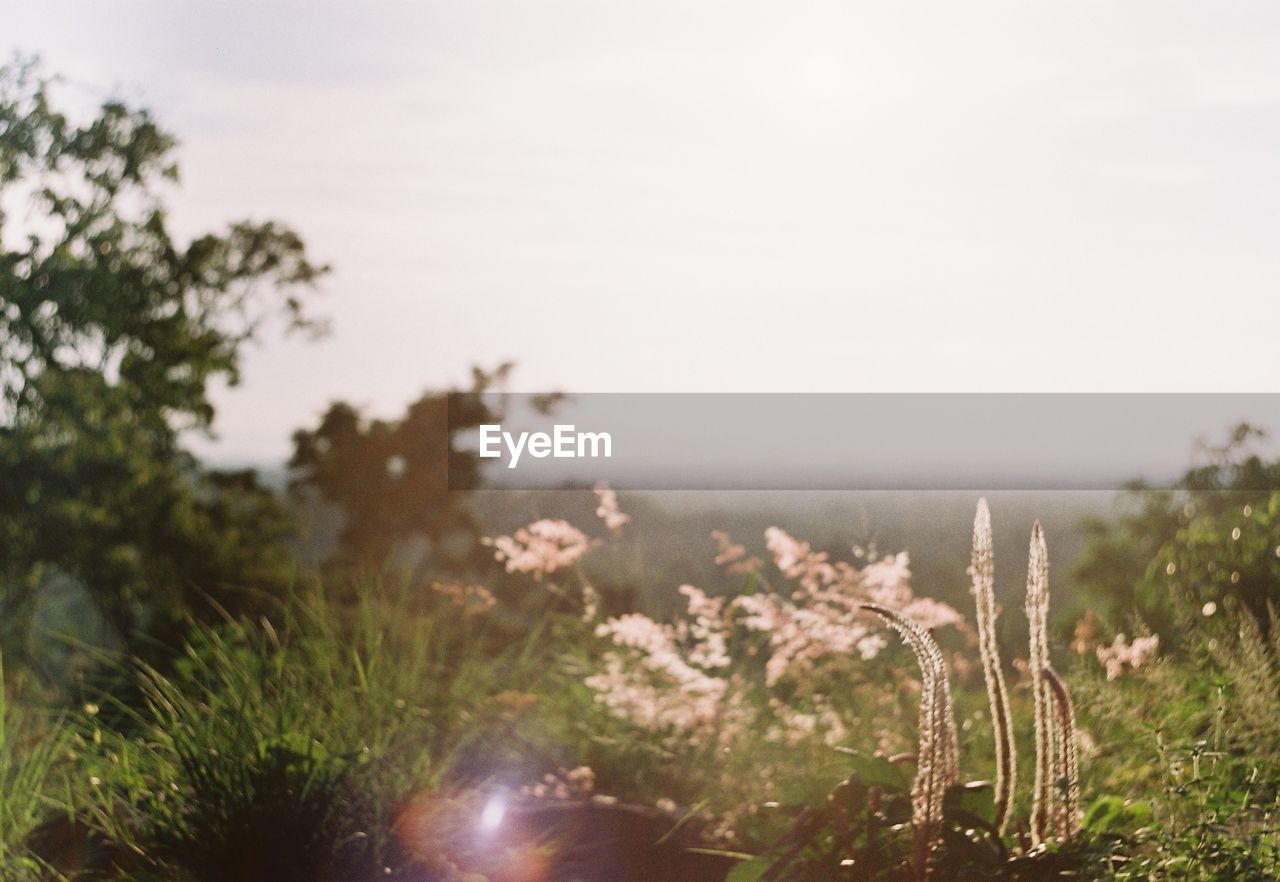 Close-up of plants growing on land against sky