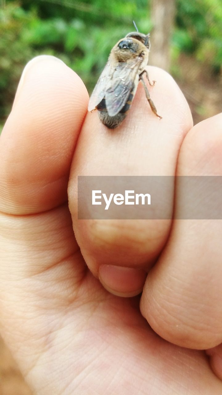 Close-up of human hand holding insect