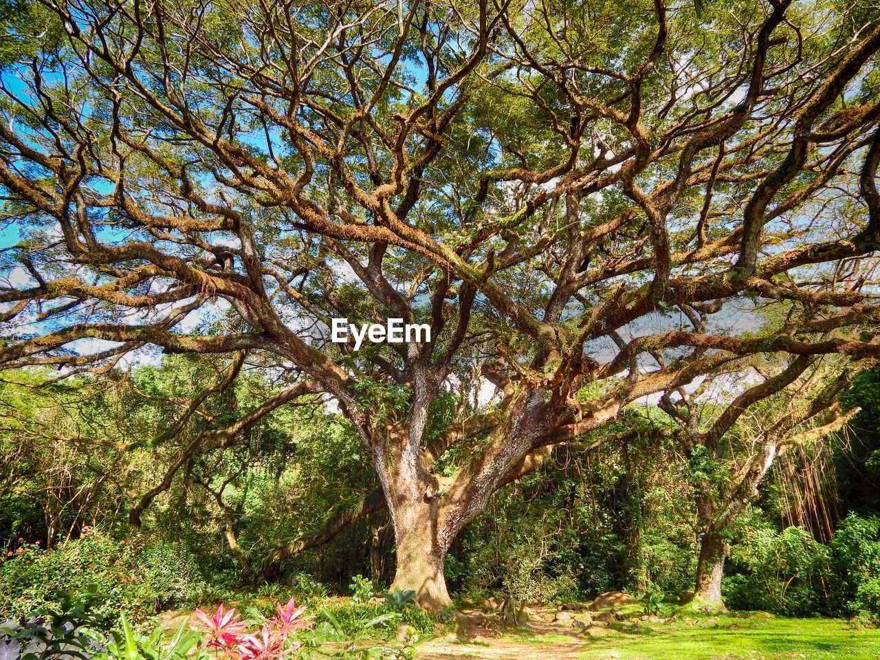 TREE IN FOREST