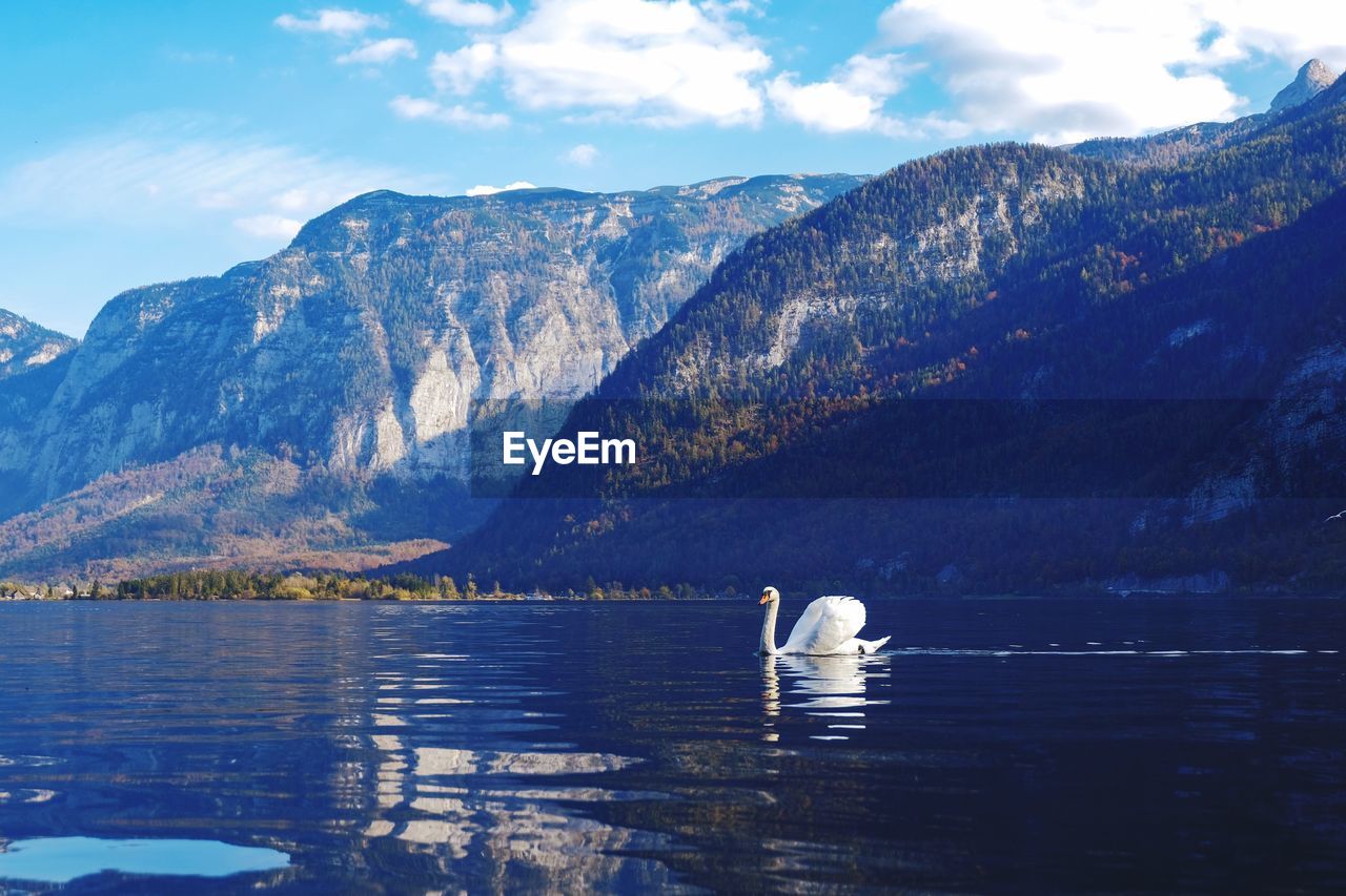 DUCK SWIMMING IN LAKE