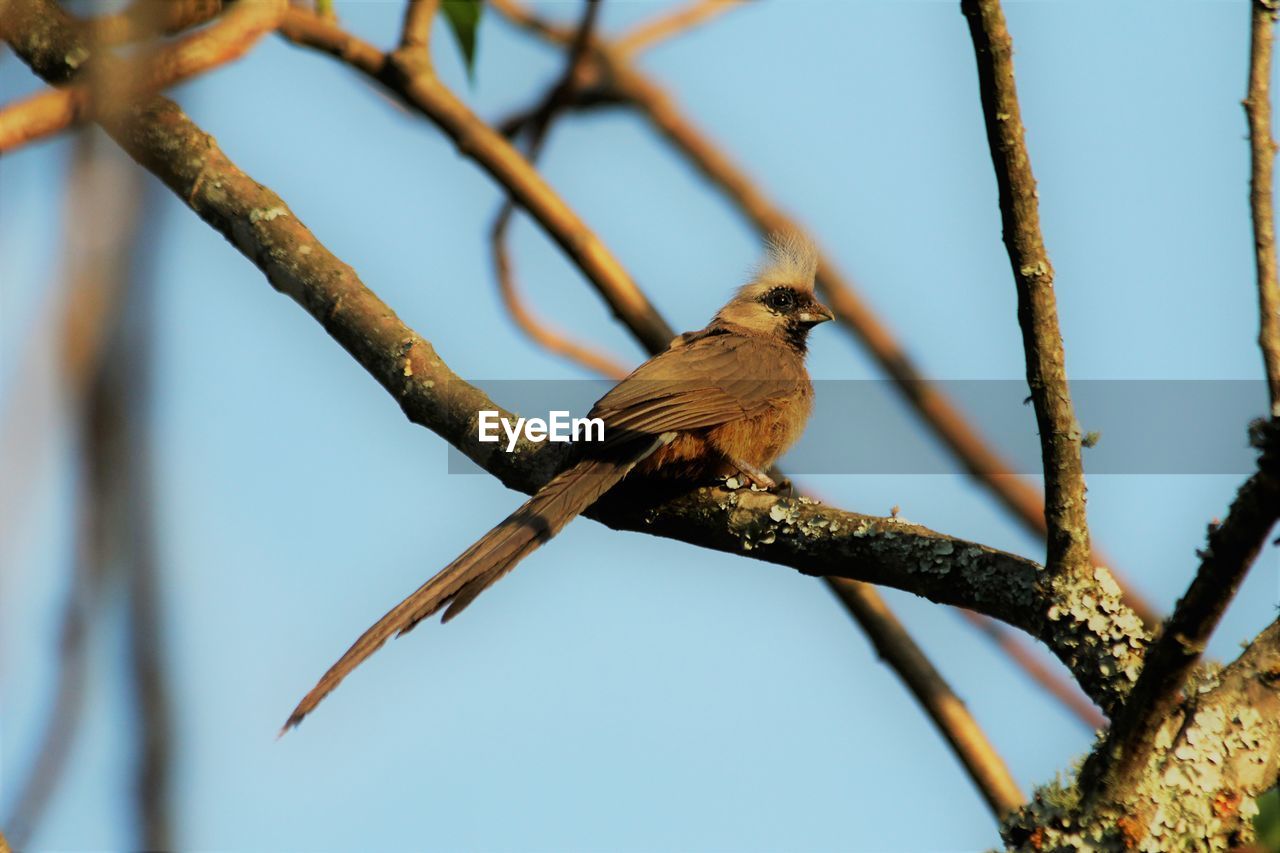 Low angle view of bird perching on branch on a sunny day