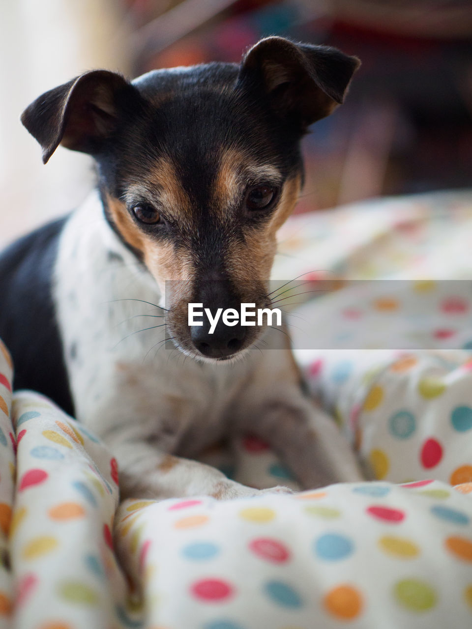 CLOSE-UP PORTRAIT OF DOG RELAXING ON BED