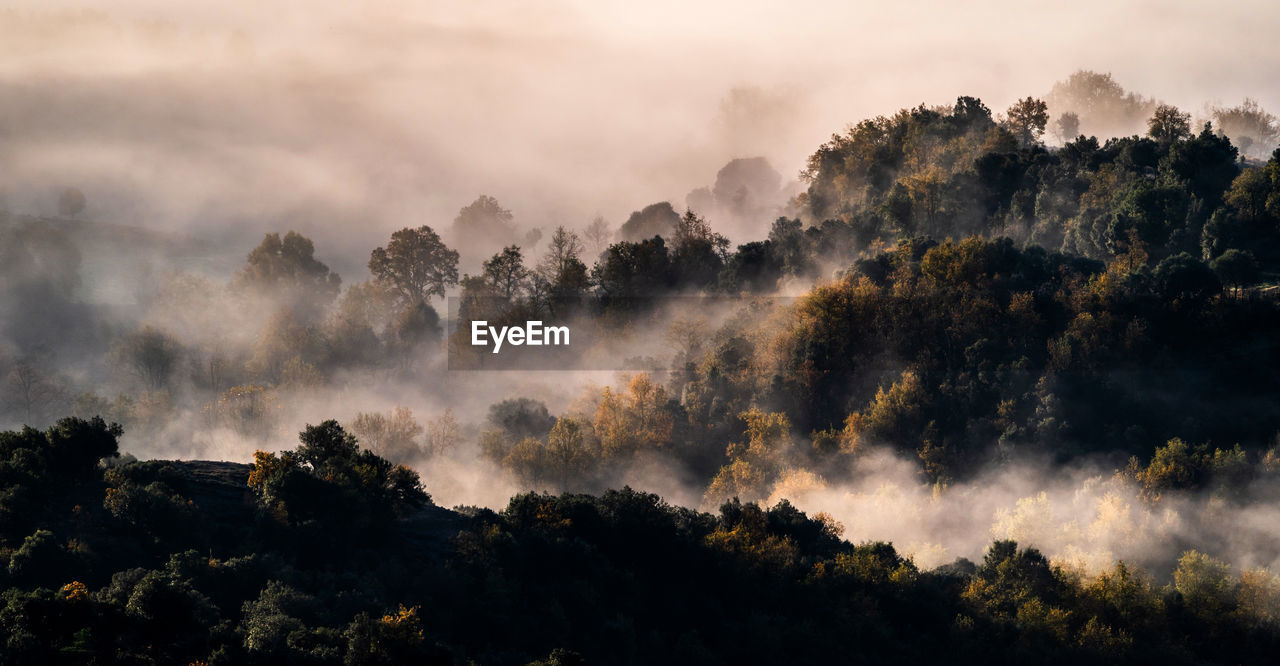 Spectacular landscape of fluffy clouds floating over mountains covered with lush trees in sunny morning