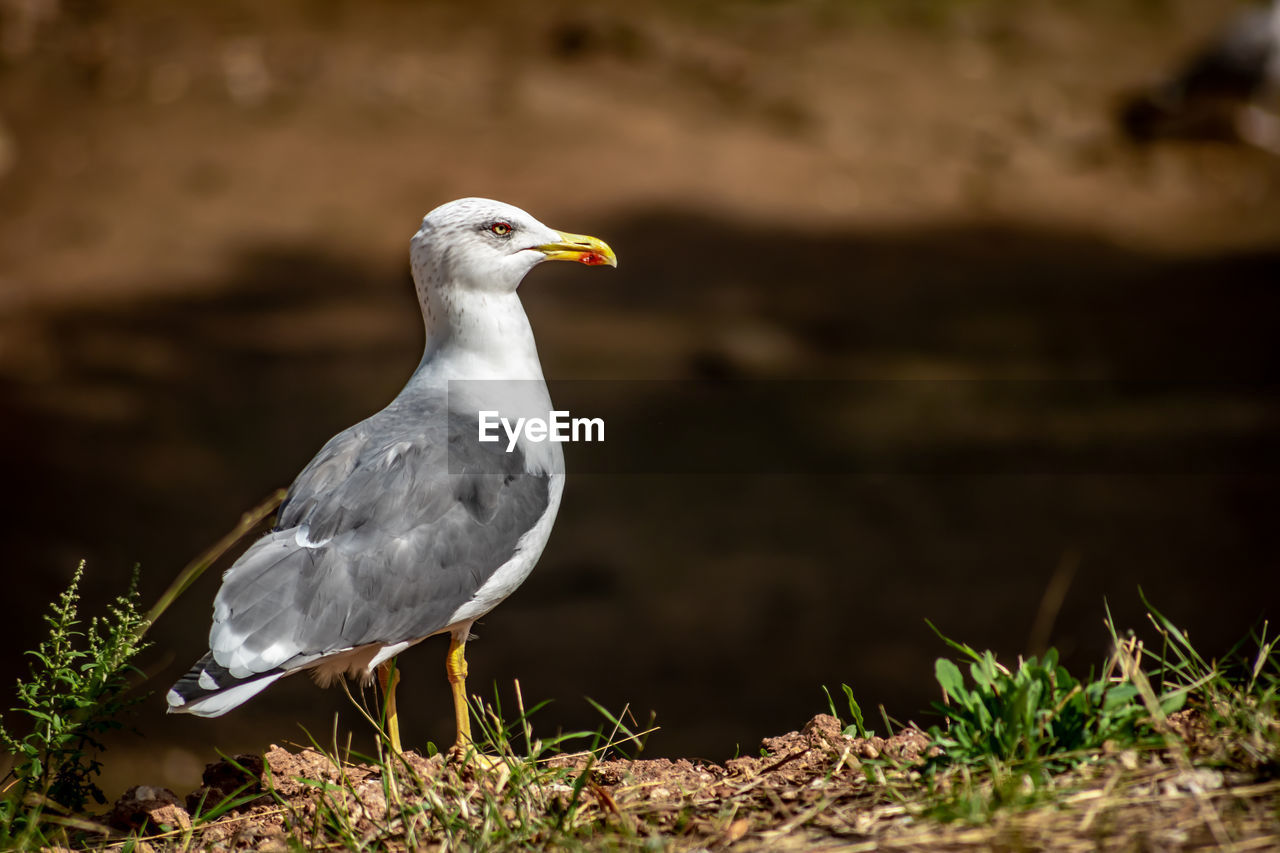 Close-up of seagull perching on land