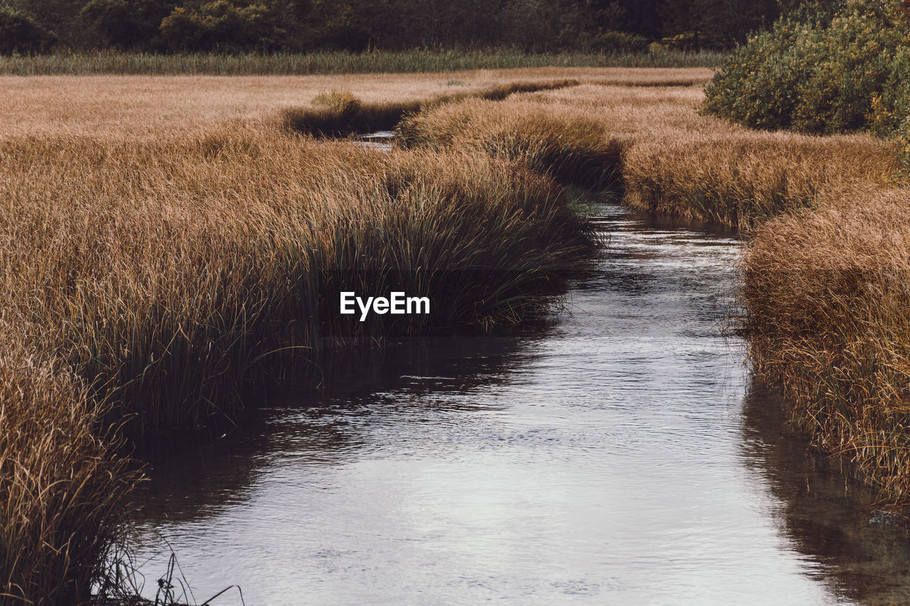 plant, water, river, marsh, nature, waterway, beauty in nature, tree, tranquility, growth, no people, scenics - nature, land, wetland, grass, landscape, tranquil scene, day, environment, stream, reflection, rural area, field, autumn, non-urban scene, outdoors, natural environment