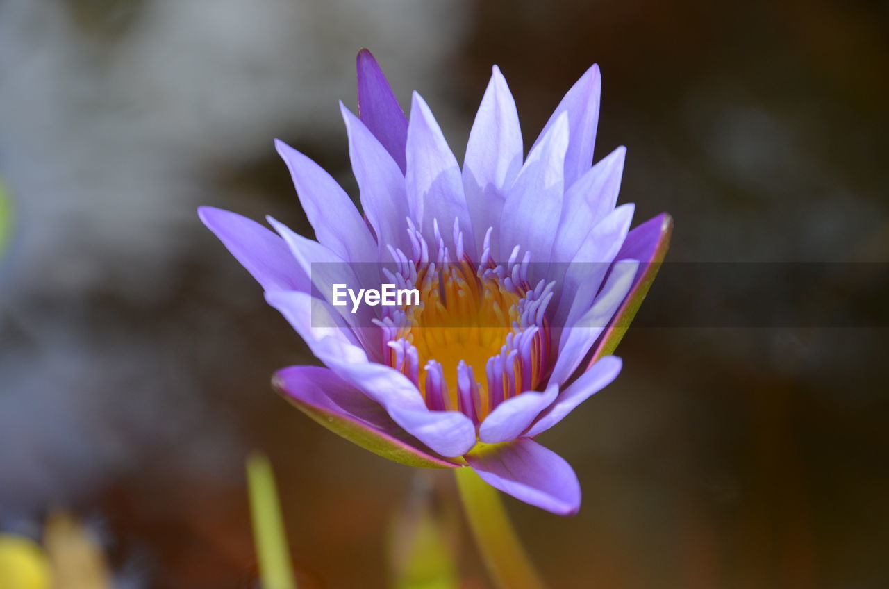 Close-up of purple crocus blooming outdoors