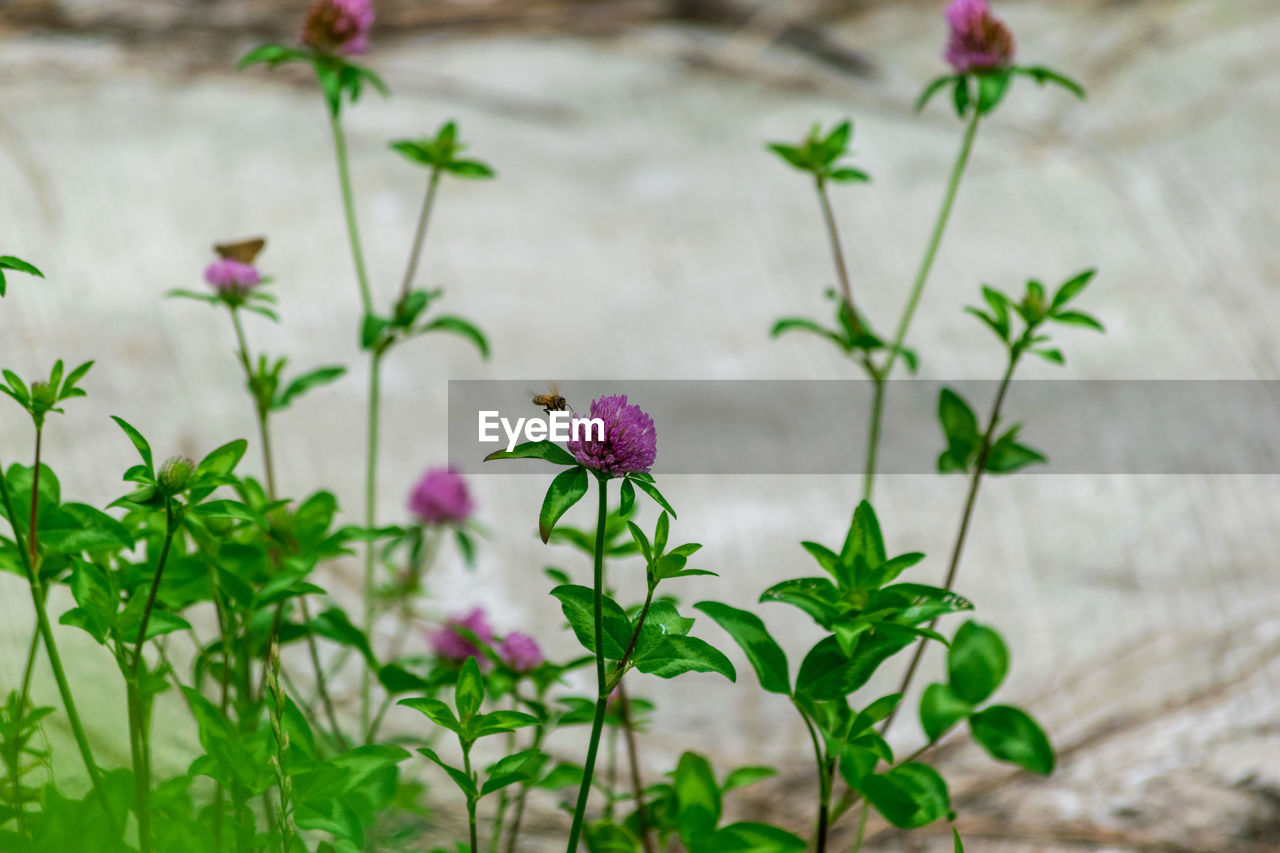 Close-up of pink flowering plant