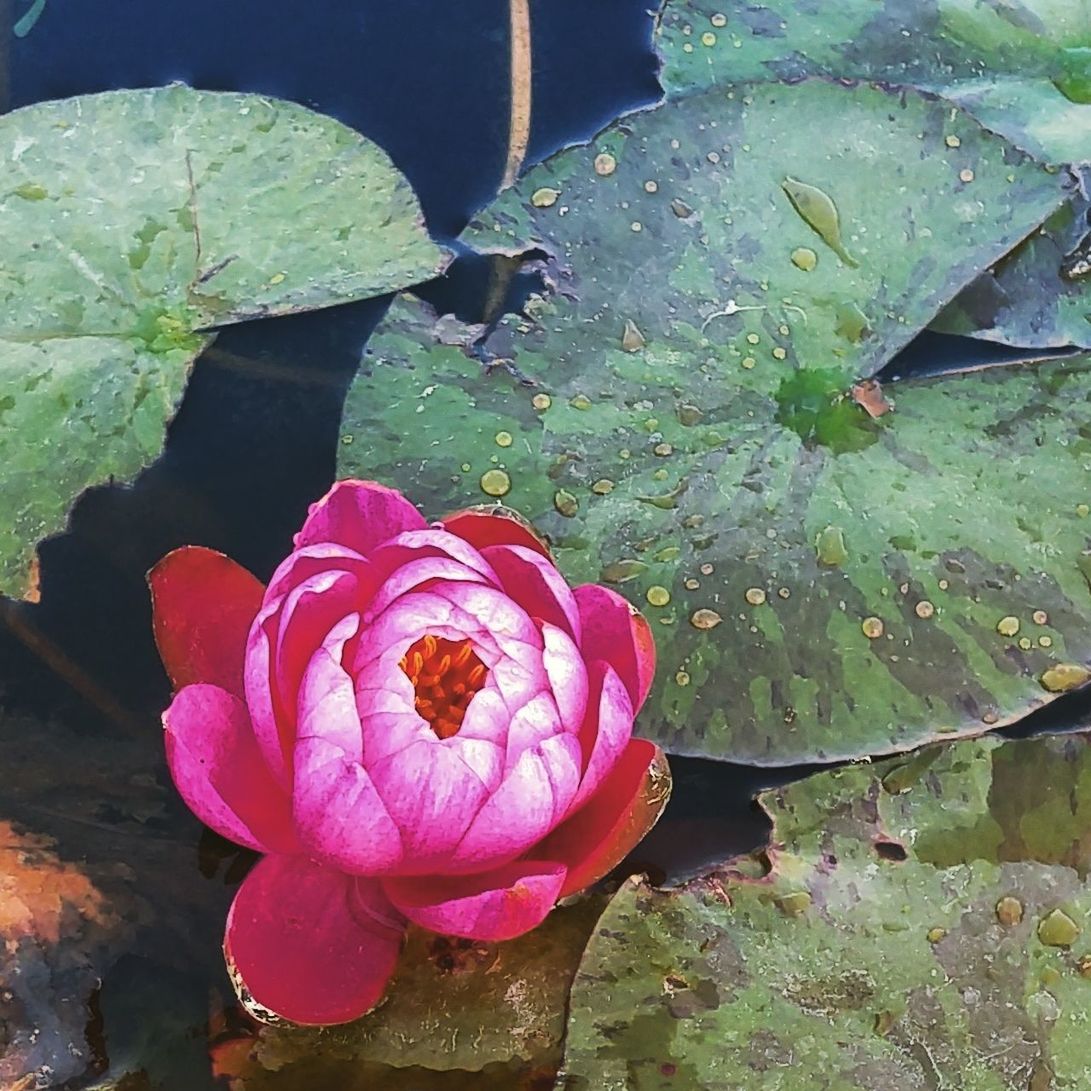 Close-up of pink flower in pond