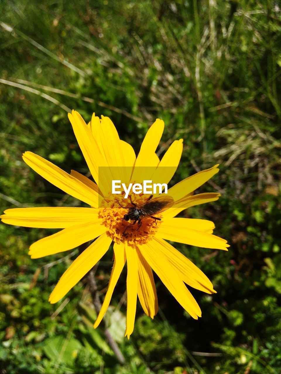 CLOSE-UP OF INSECT ON YELLOW FLOWER BLOOMING OUTDOORS