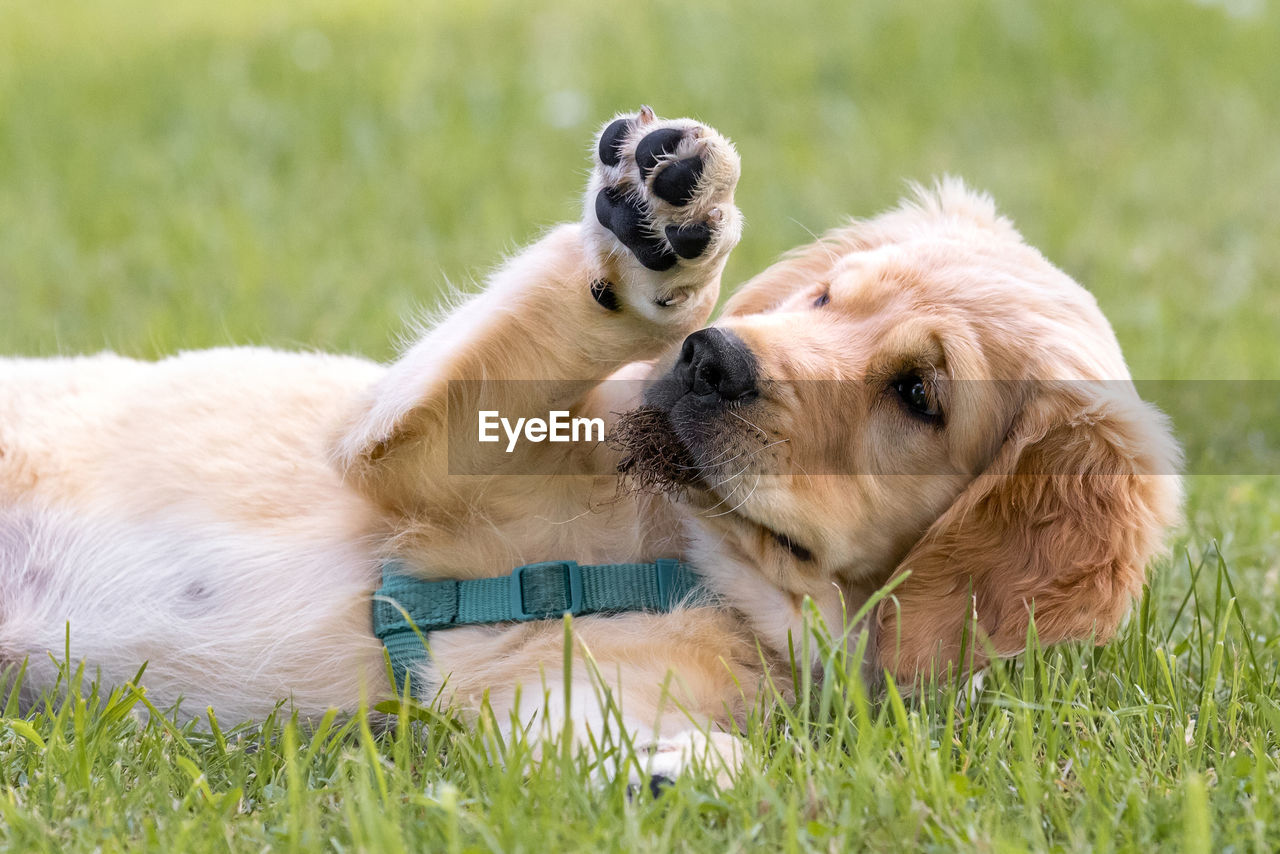 DOG RELAXING ON GRASS