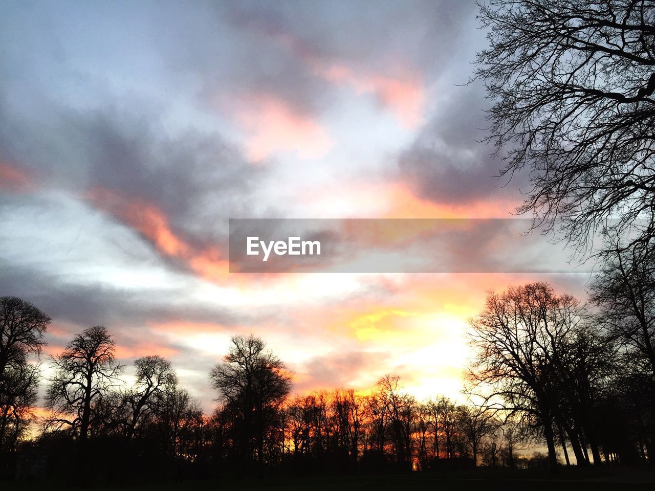 SILHOUETTE OF TREES AGAINST CLOUDY SKY