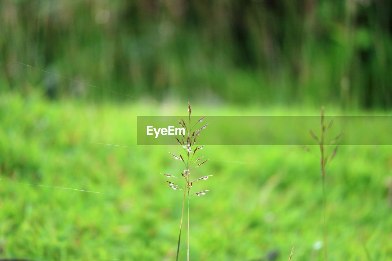 CLOSE-UP OF PLANTS GROWING IN FIELD