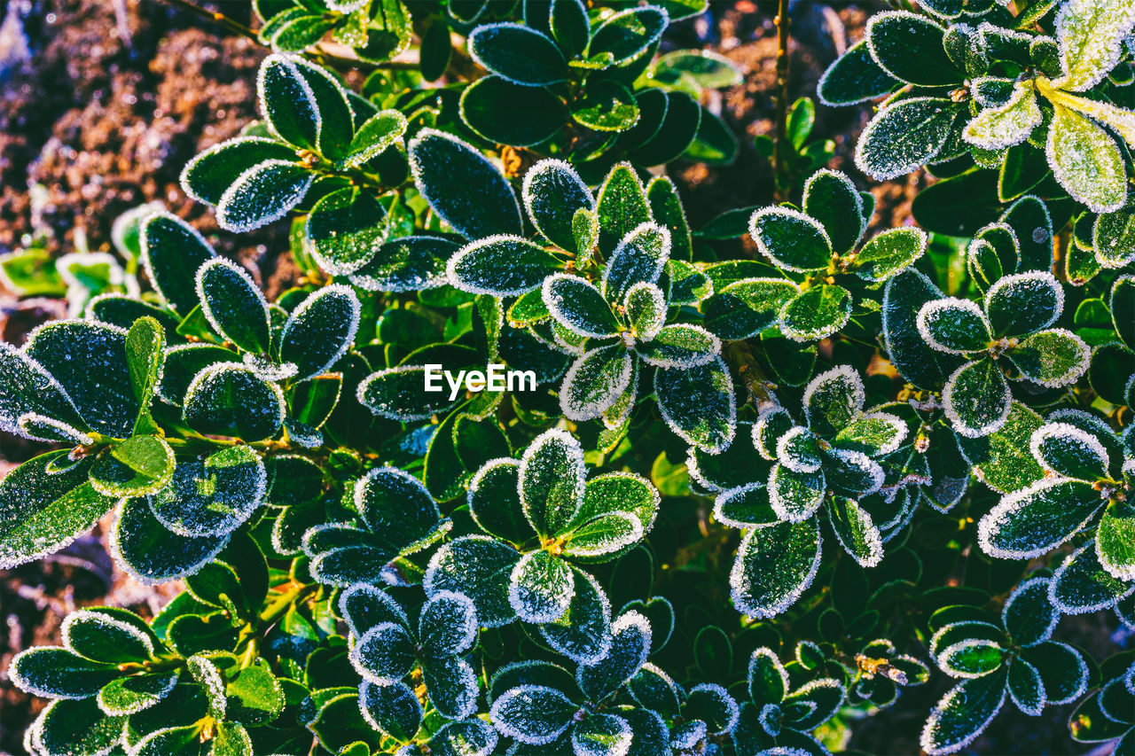 HIGH ANGLE VIEW OF LEAVES