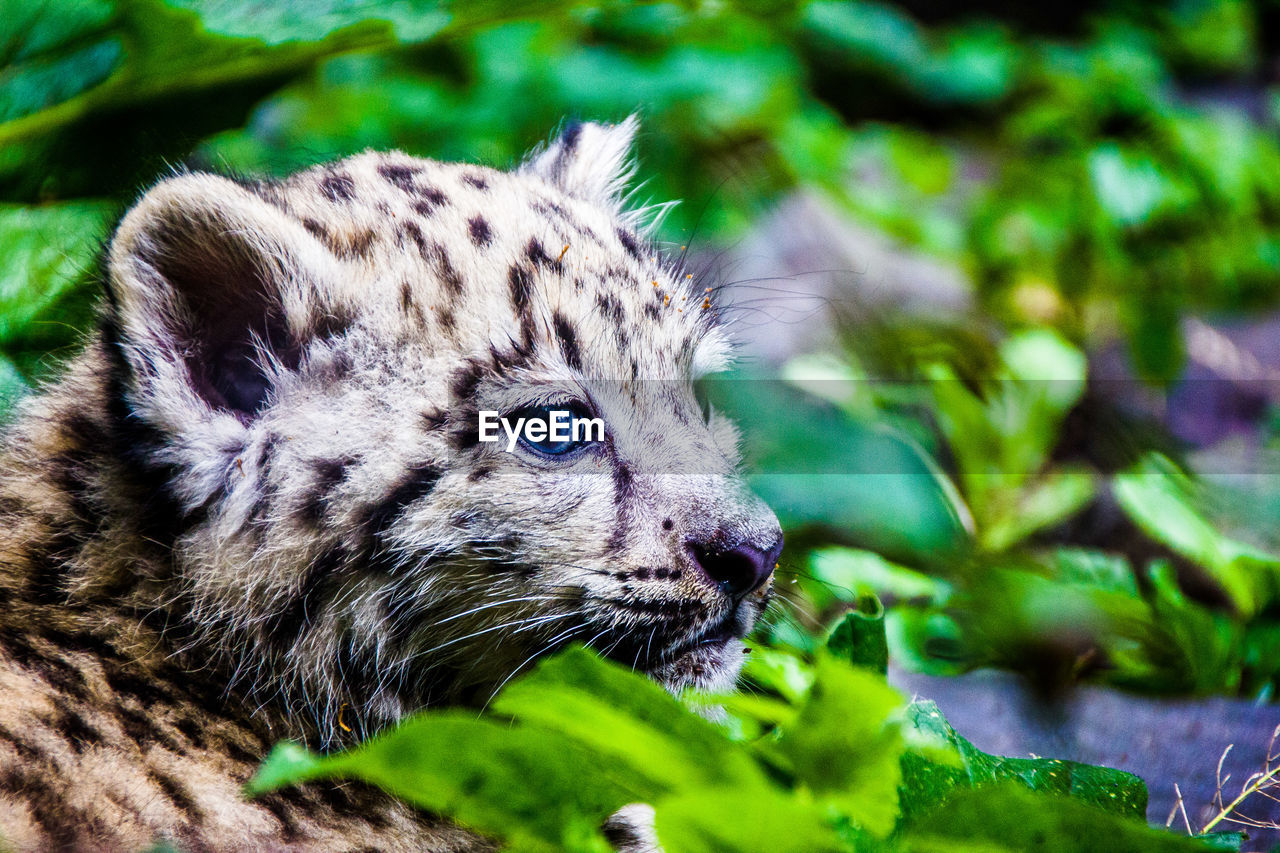 Snow leopard cub on field