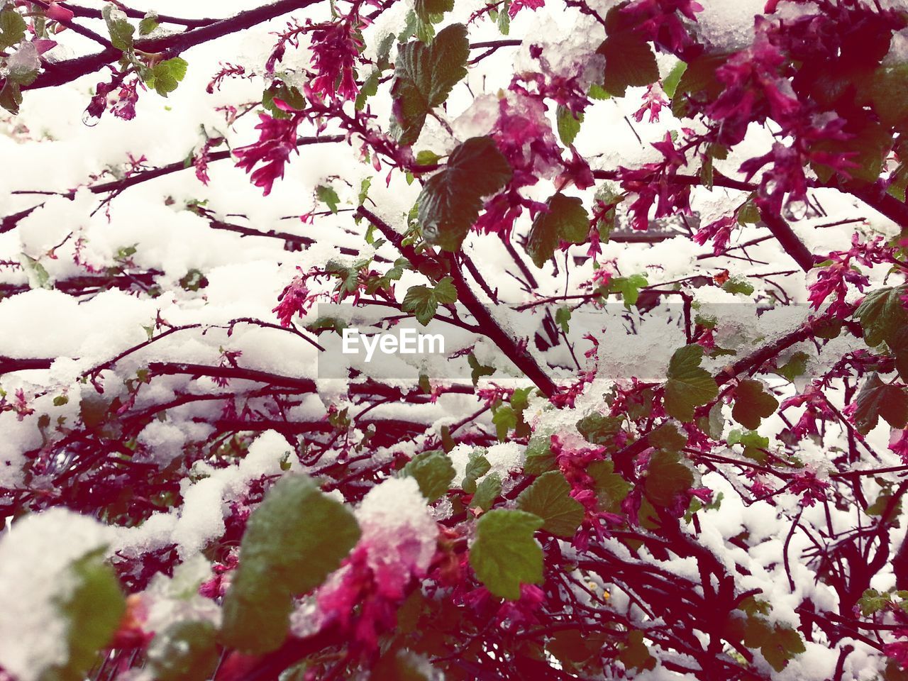 LOW ANGLE VIEW OF FLOWERS ON BRANCH