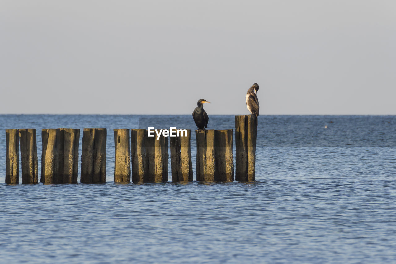 Birds perching on wooden post in sea against clear sky