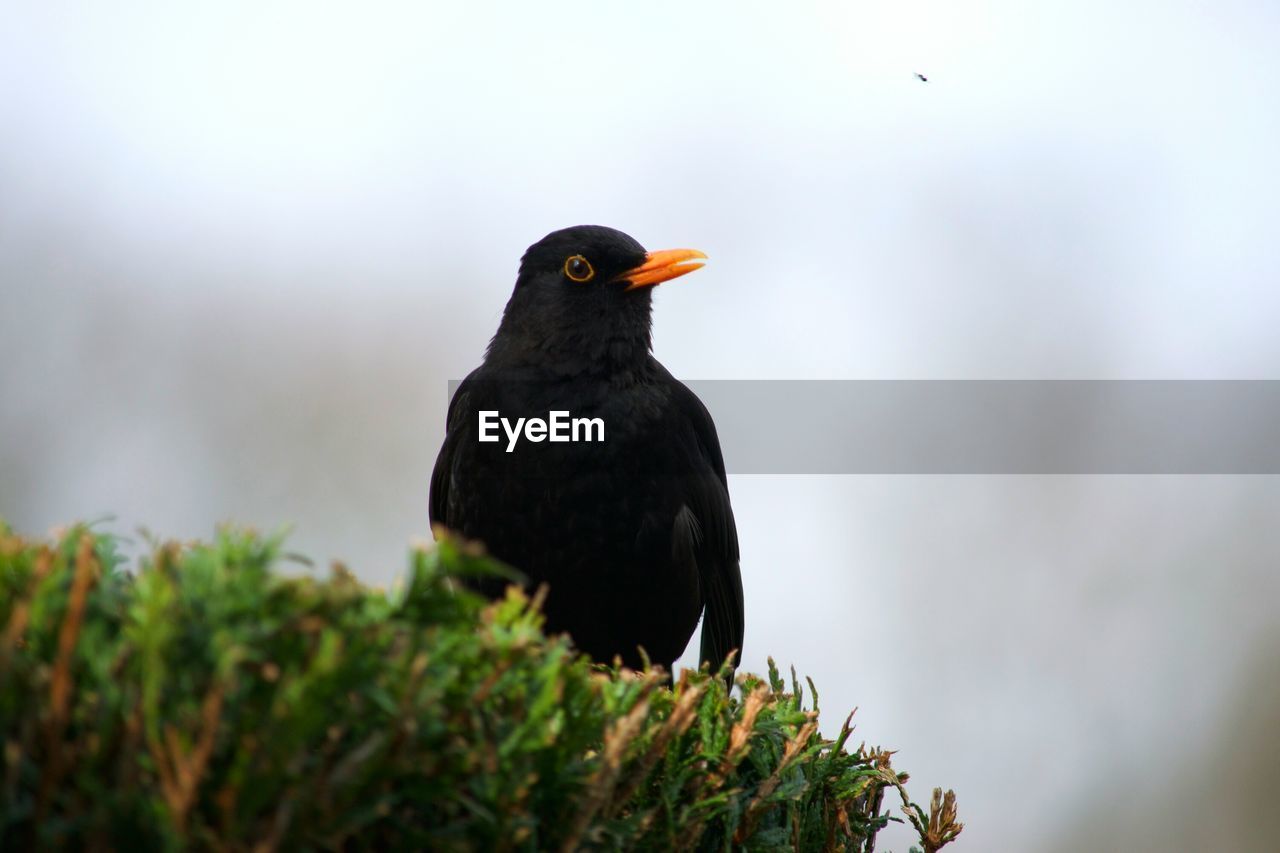 CLOSE-UP OF SPARROW PERCHING ON ROCK