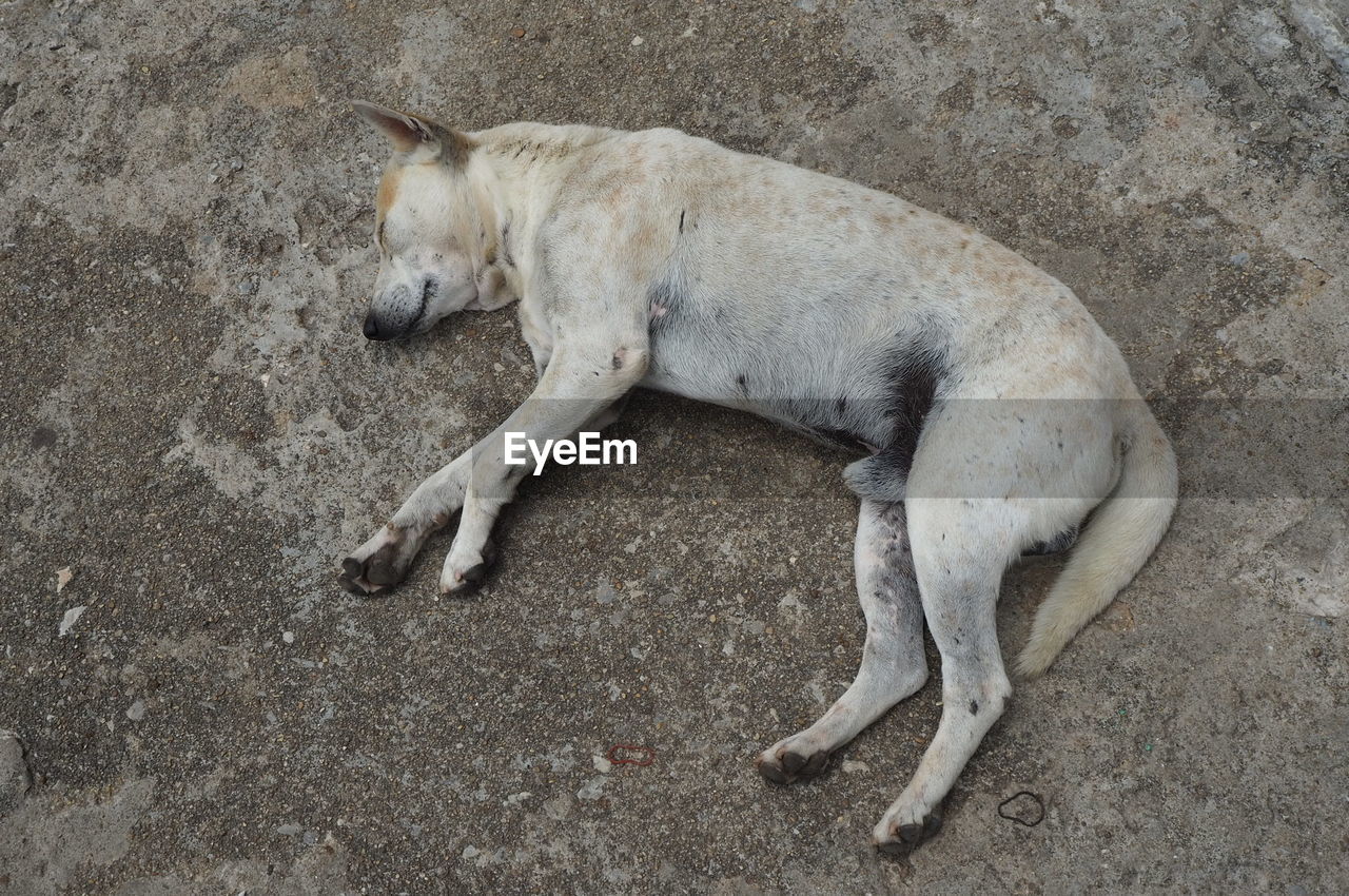 HIGH ANGLE VIEW OF A DOG SLEEPING ON FLOOR