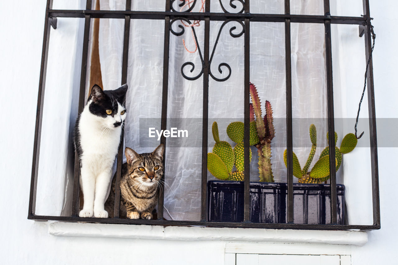 Portrait of cat sitting on window