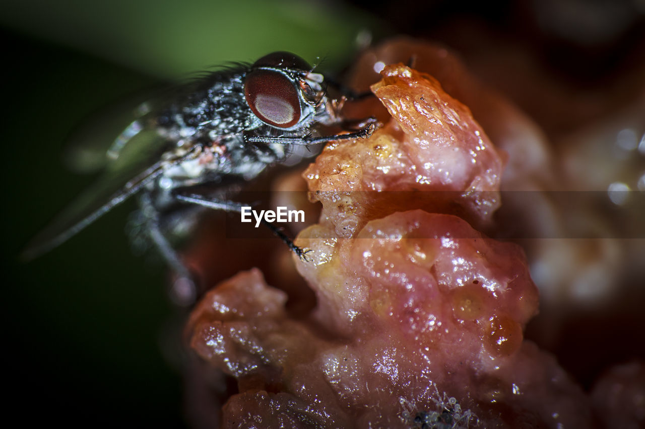 Macro shot of fly on slimy object