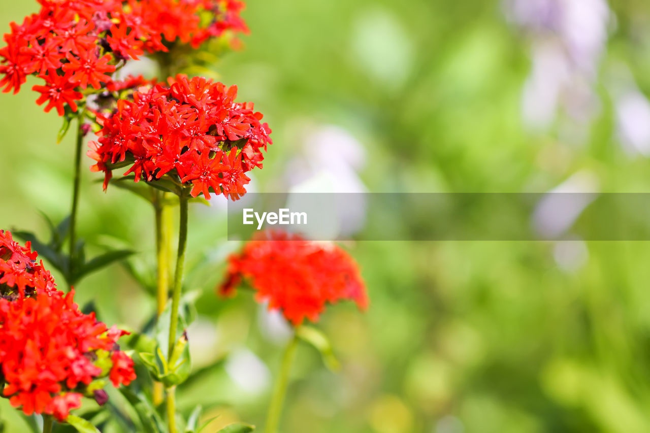 CLOSE-UP OF RED FLOWER