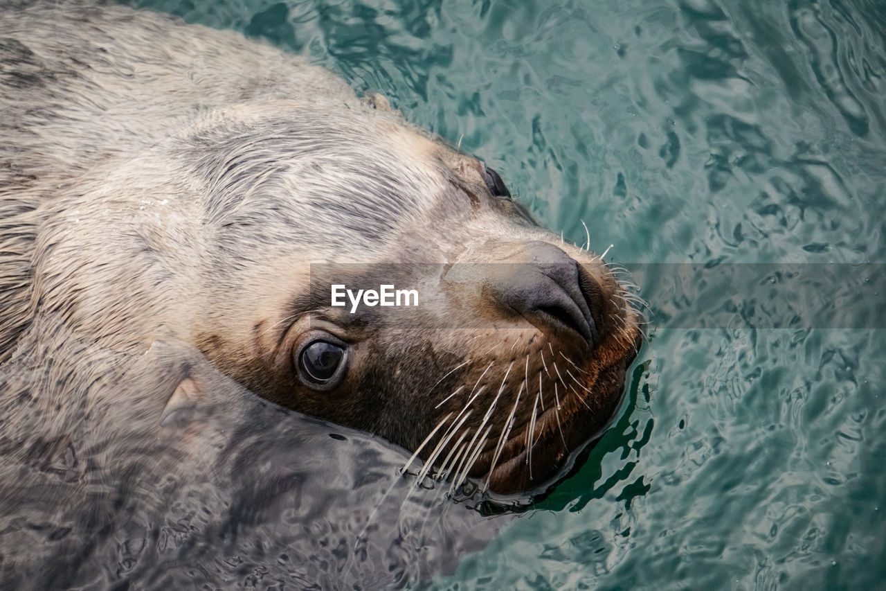 High angle view of sea lion