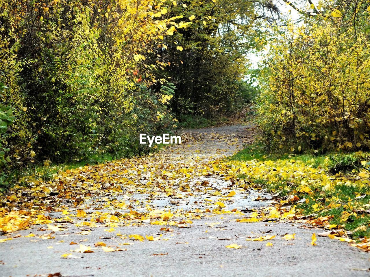 CLOSE-UP OF YELLOW LEAVES ON TREE