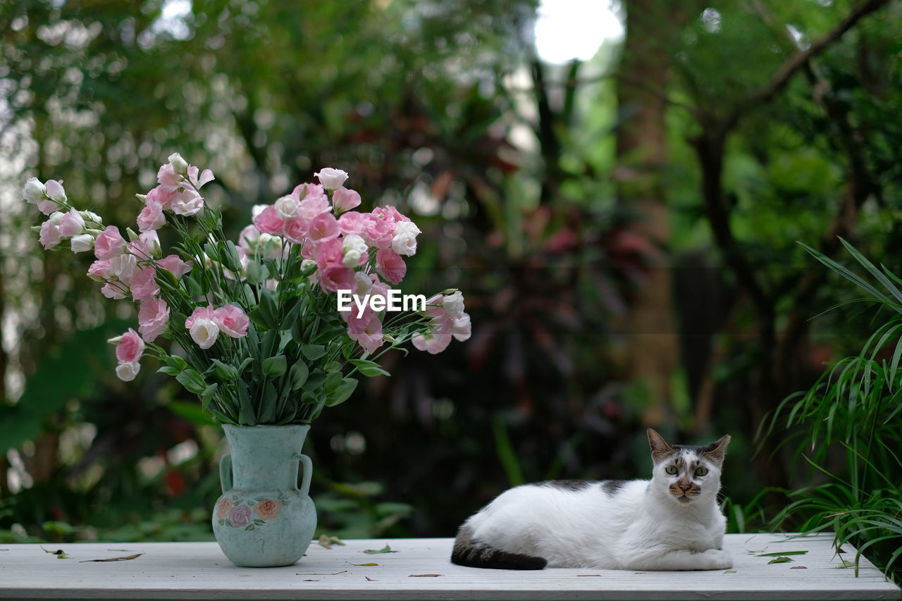 WHITE CAT WITH FLOWER