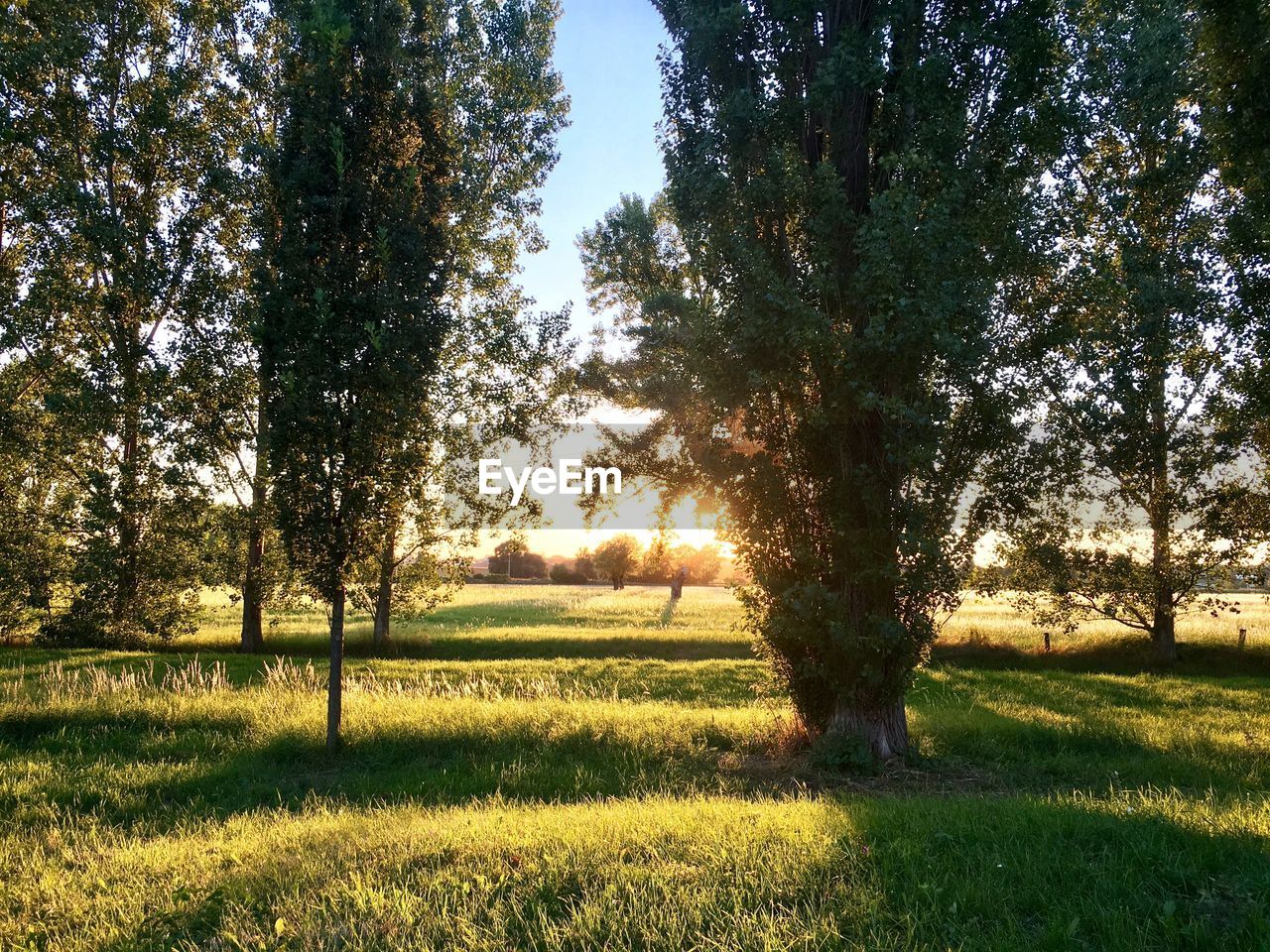 TREES IN GRASS AGAINST SKY