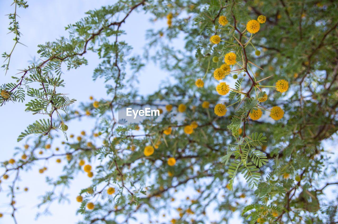 LOW ANGLE VIEW OF FLOWERING PLANT AGAINST TREE BRANCHES