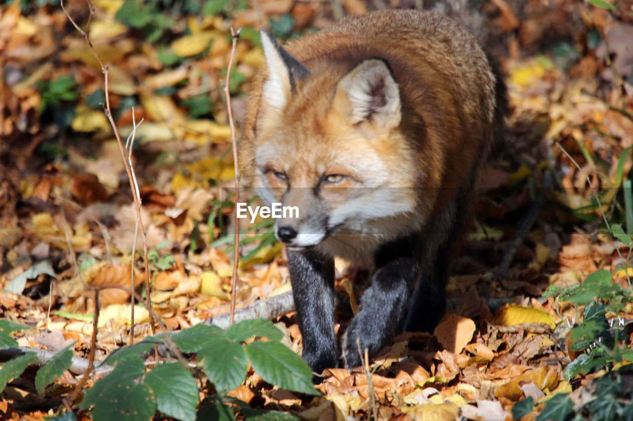 fox looking away