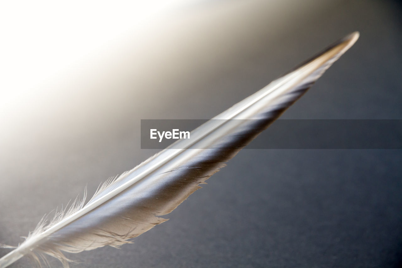 HIGH ANGLE VIEW OF FEATHER AGAINST GRAY BACKGROUND